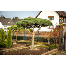 Сосна звичайна (штамб) | Сосна обыкновенная (штамб) | Pinus sylvestris (shtamb)