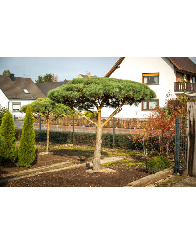 Сосна звичайна (штамб) | Сосна обыкновенная (штамб) | Pinus sylvestris (shtamb)