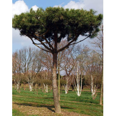 Сосна звичайна (штамб) | Сосна обыкновенная (штамб) | Pinus sylvestris (shtamb)
