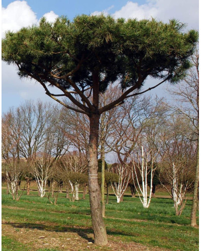 Сосна звичайна (штамб) | Сосна обыкновенная (штамб) | Pinus sylvestris (shtamb)
