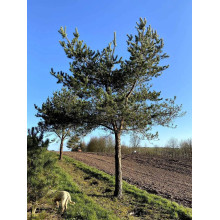Сосна звичайна (штамб) | Сосна обыкновенная (штамб) | Pinus sylvestris (shtamb)