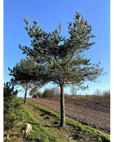 Сосна звичайна (штамб) | Сосна обыкновенная (штамб) | Pinus sylvestris (shtamb)