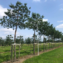 Сосна звичайна (штамб) | Сосна обыкновенная (штамб) | Pinus sylvestris (shtamb)
