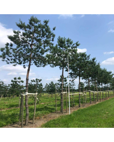 Сосна звичайна (штамб) | Сосна обыкновенная (штамб) | Pinus sylvestris (shtamb)
