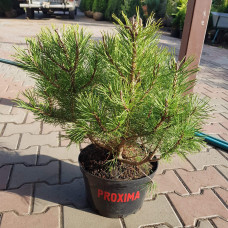 Сосна гірська Мугус | Сосна горная Мугус | Pinus mugo Mughus