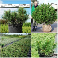 Сосна гірська Мугус | Сосна горная Мугус | Pinus mugo Mughus