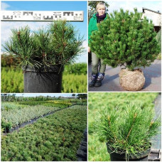 Сосна гірська Мугус | Сосна горная Мугус | Pinus mugo Mughus