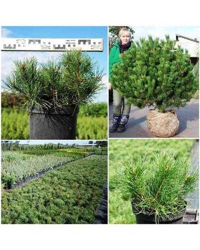Сосна гірська Мугус | Сосна горная Мугус | Pinus mugo Mughus