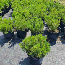 Сосна гірська Мугус | Сосна горная Мугус | Pinus mugo Mughus