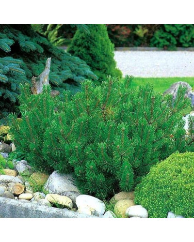 Сосна гірська Мугус | Сосна горная Мугус | Pinus mugo Mughus