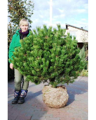 Сосна гірська Мугус | Сосна горная Мугус | Pinus mugo Mughus
