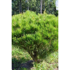 Сосна густоквіткова Аліса Веркаде | Сосна густоцветная Алиса Веркаде | Pinus densiflora Alice Verkade