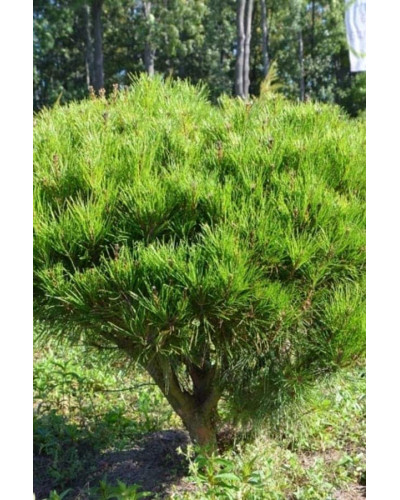 Сосна густоквіткова Аліса Веркаде | Сосна густоцветная Алиса Веркаде | Pinus densiflora Alice Verkade