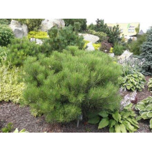 Сосна густоквіткова Аліса Веркаде | Сосна густоцветная Алиса Веркаде | Pinus densiflora Alice Verkade
