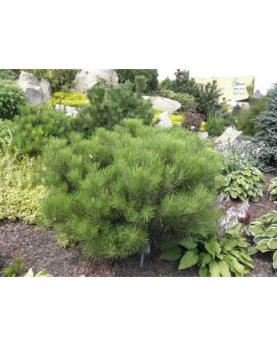Сосна густоквіткова Аліса Веркаде | Сосна густоцветная Алиса Веркаде | Pinus densiflora Alice Verkade