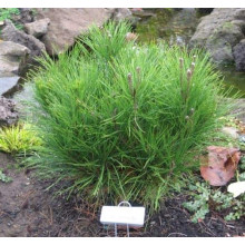 Сосна густоквіткова Аліса Веркаде | Сосна густоцветная Алиса Веркаде | Pinus densiflora Alice Verkade