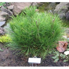 Сосна густоквіткова Аліса Веркаде | Сосна густоцветная Алиса Веркаде | Pinus densiflora Alice Verkade