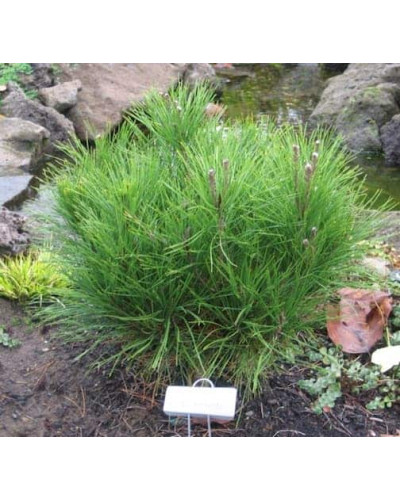 Сосна густоквіткова Аліса Веркаде | Сосна густоцветная Алиса Веркаде | Pinus densiflora Alice Verkade