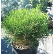 Сосна густоквіткова Аліса Веркаде | Сосна густоцветная Алиса Веркаде | Pinus densiflora Alice Verkade