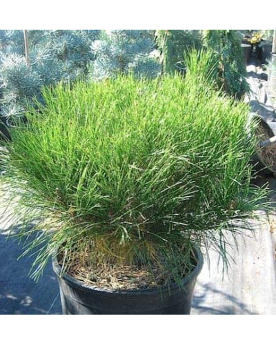 Сосна густоквіткова Аліса Веркаде | Сосна густоцветная Алиса Веркаде | Pinus densiflora Alice Verkade
