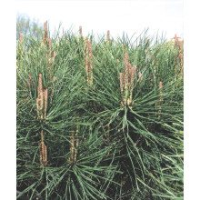 Сосна густоквіткова Аліса Веркаде | Сосна густоцветная Алиса Веркаде | Pinus densiflora Alice Verkade