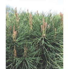 Сосна густоквіткова Аліса Веркаде | Сосна густоцветная Алиса Веркаде | Pinus densiflora Alice Verkade