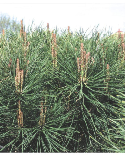 Сосна густоквіткова Аліса Веркаде | Сосна густоцветная Алиса Веркаде | Pinus densiflora Alice Verkade