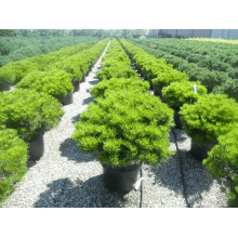 Сосна густоквіткова Аліса Веркаде | Сосна густоцветная Алиса Веркаде | Pinus densiflora Alice Verkade
