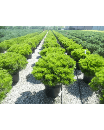 Сосна густоквіткова Аліса Веркаде | Сосна густоцветная Алиса Веркаде | Pinus densiflora Alice Verkade