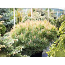 Сосна густоквіткова Аліса Веркаде | Сосна густоцветная Алиса Веркаде | Pinus densiflora Alice Verkade