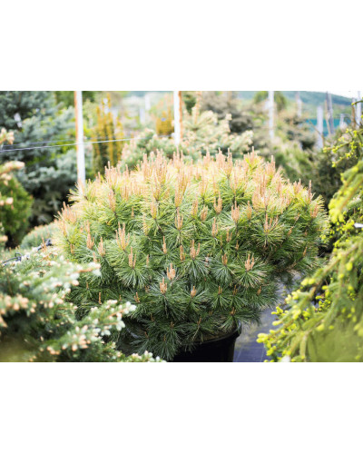 Сосна густоквіткова Аліса Веркаде | Сосна густоцветная Алиса Веркаде | Pinus densiflora Alice Verkade