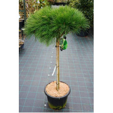 Сосна густоквіткова Аліса Веркаде | Сосна густоцветная Алиса Веркаде | Pinus densiflora Alice Verkade