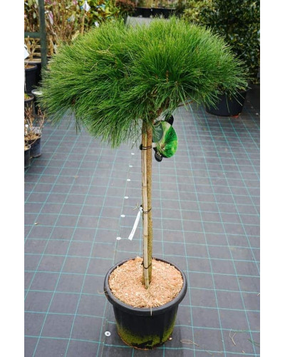 Сосна густоквіткова Аліса Веркаде | Сосна густоцветная Алиса Веркаде | Pinus densiflora Alice Verkade