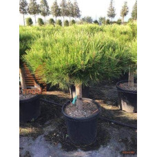 Сосна густоквіткова Аліса Веркаде | Сосна густоцветная Алиса Веркаде | Pinus densiflora Alice Verkade