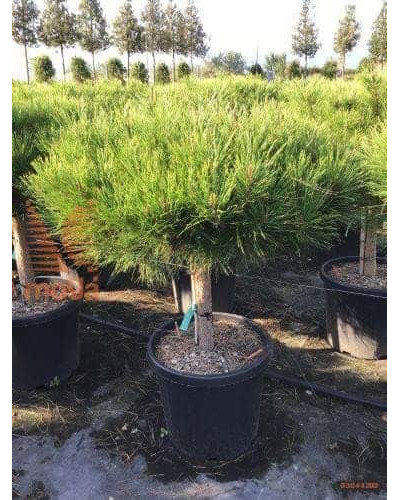 Сосна густоквіткова Аліса Веркаде | Сосна густоцветная Алиса Веркаде | Pinus densiflora Alice Verkade