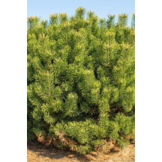 Сосна гірська піренейська | Сосна горная пиренейская | Pinus uncinata