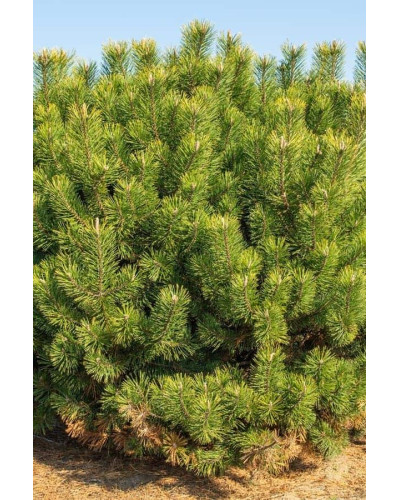 Сосна гірська піренейська | Сосна горная пиренейская | Pinus uncinata
