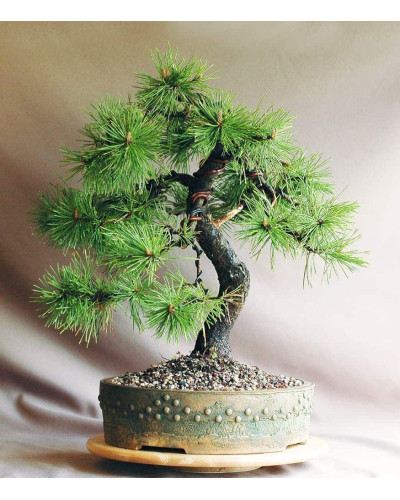 Сосна гірська піренейська | Сосна горная пиренейская | Pinus uncinata