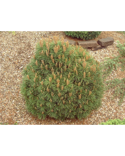 Сосна гірська піренейська | Сосна горная пиренейская | Pinus uncinata