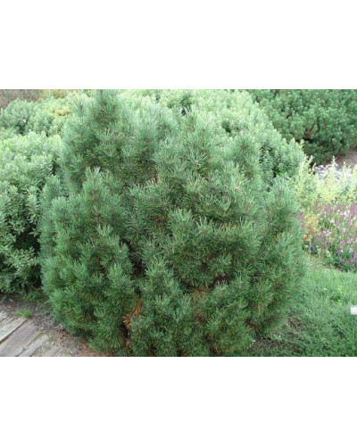 Сосна гірська піренейська | Сосна горная пиренейская | Pinus uncinata