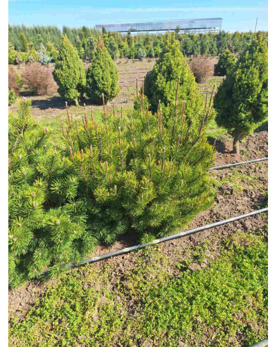 Сосна гірська піренейська | Сосна горная пиренейская | Pinus uncinata