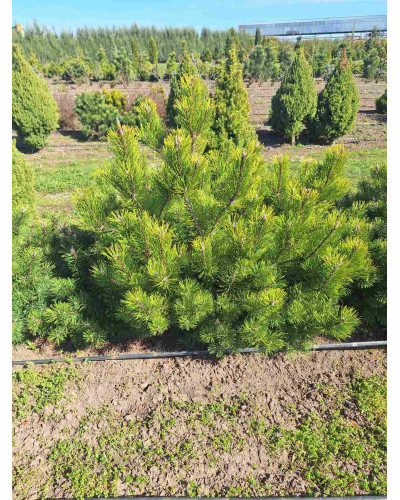 Сосна гірська піренейська | Сосна горная пиренейская | Pinus uncinata