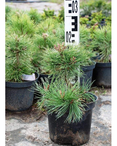 Сосна гірська піренейська | Сосна горная пиренейская | Pinus uncinata