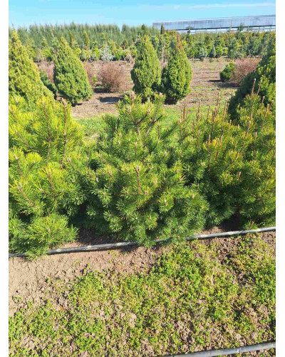 Сосна гірська піренейська | Сосна горная пиренейская | Pinus uncinata