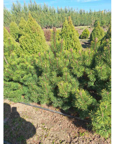 Сосна гірська піренейська | Сосна горная пиренейская | Pinus uncinata