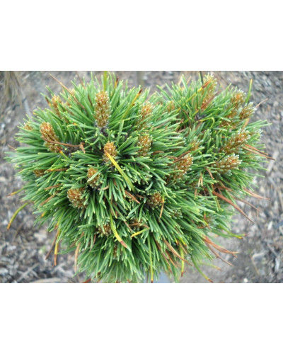 Сосна гірська піренейська | Сосна горная пиренейская | Pinus uncinata