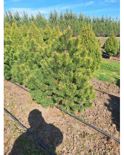 Сосна гірська піренейська | Сосна горная пиренейская | Pinus uncinata