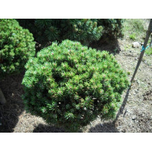 Сосна гірська піренейська | Сосна горная пиренейская | Pinus uncinata