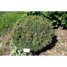 Сосна гірська піренейська | Сосна горная пиренейская | Pinus uncinata
