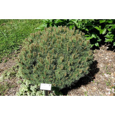 Сосна гірська піренейська | Сосна горная пиренейская | Pinus uncinata
